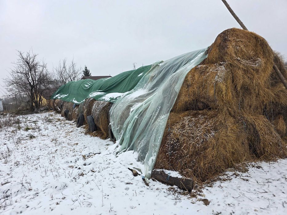 Baloti rotunzi lucerna