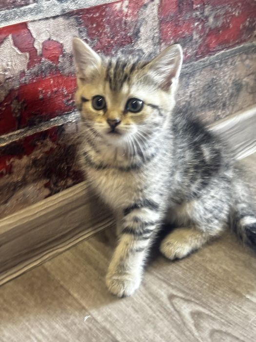 Продам котят британской породы