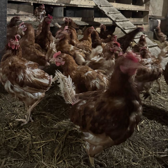 Продам курей несушек