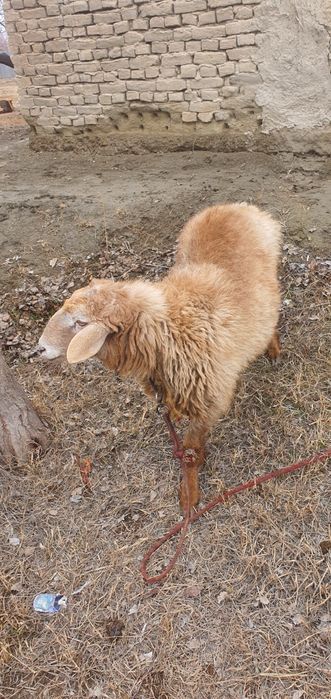 Ikkita qòchqor sotiladi boqilgan