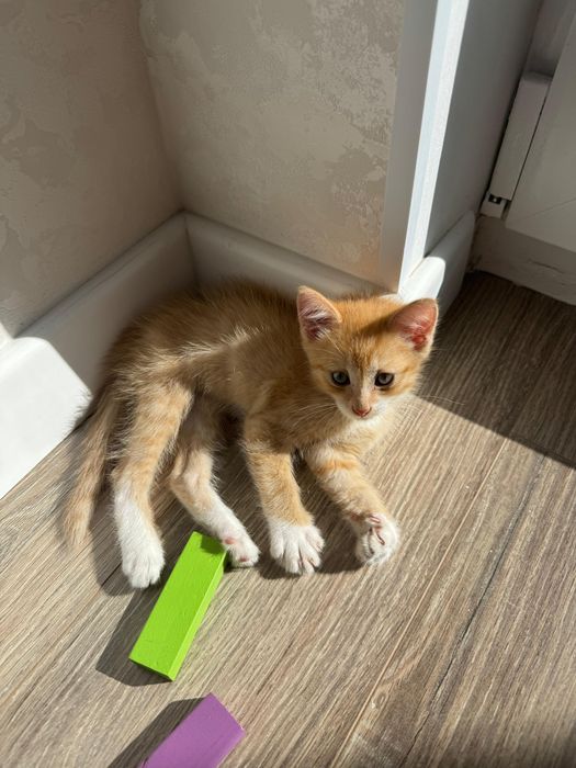 Отдам котенка в добрые руки