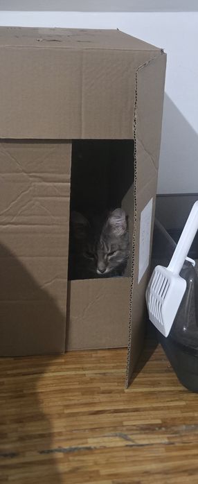 Отдам сибирского кота