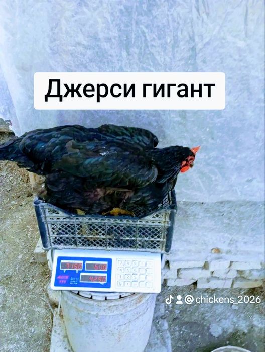 Джерсийский гигант подрошенные  молодняк