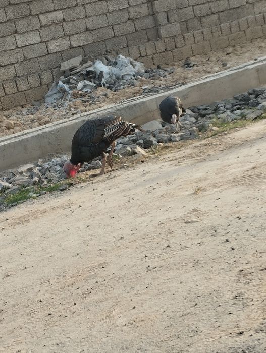 Assalomu alaykum SOTILADI 2 ta Kurka  erke urgʻochi