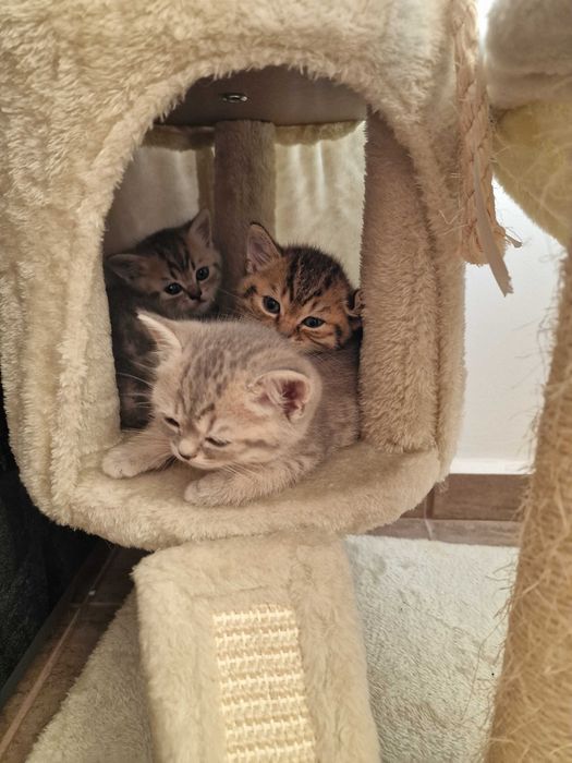 Британски котета - коте