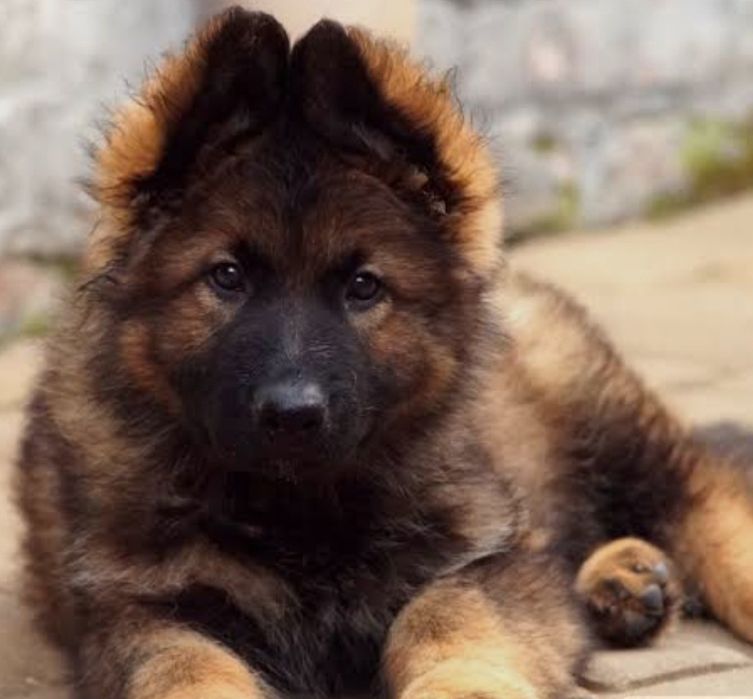 Немецкая овчарка.