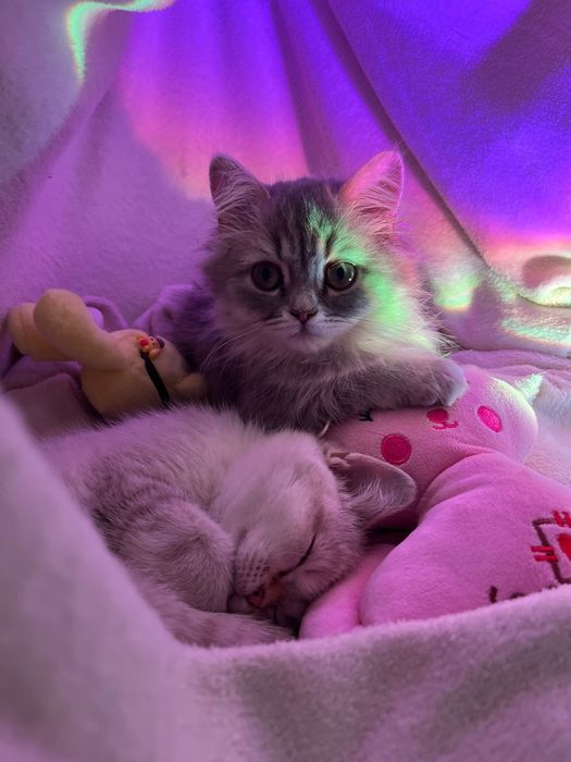 Британская шиншилла кошка