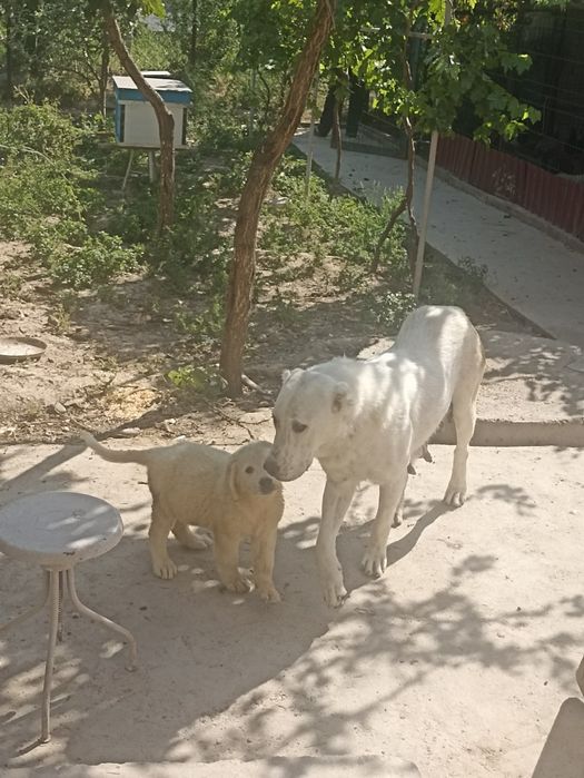 Продается щенок аллабая САО , девочка ,1,5 месяца