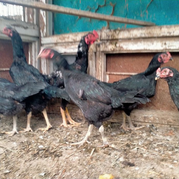 Дакендер сатылады