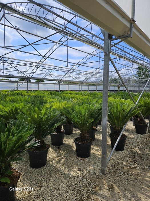 Vindem plante ornamentale de calitate extra
