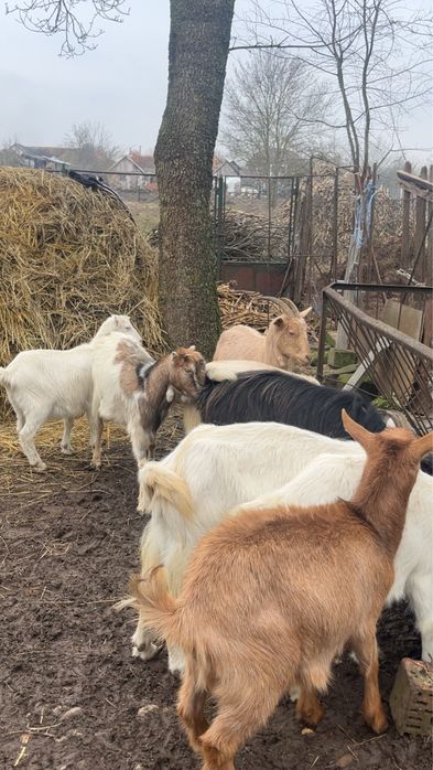 Vând capre de vânzare toate de a făta și un țap