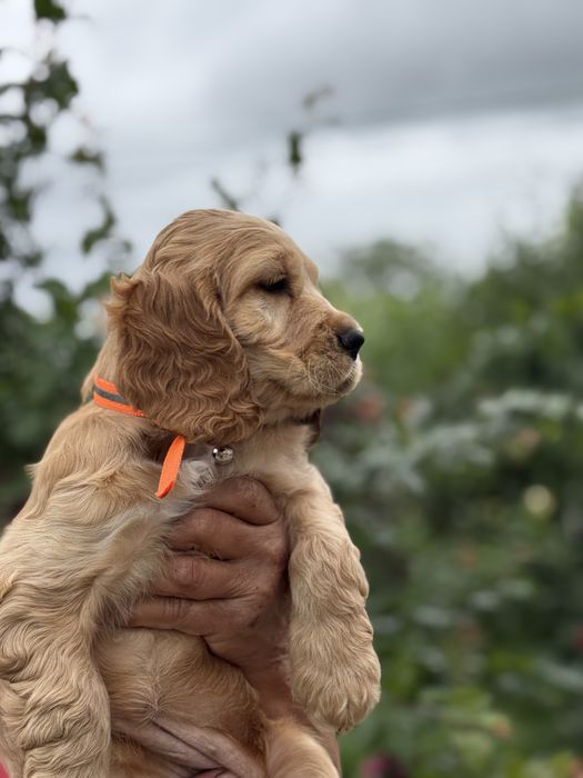 Pui de Cocker Spaniel- caută o căsuță iubitoare!