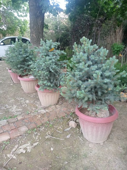 Голубой ел ку́чатлари арзон нархларда