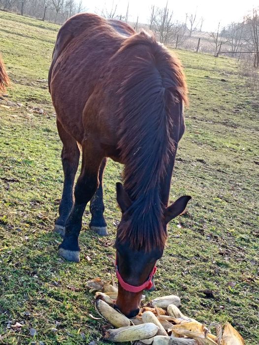 Vând s-au schimb cu oi