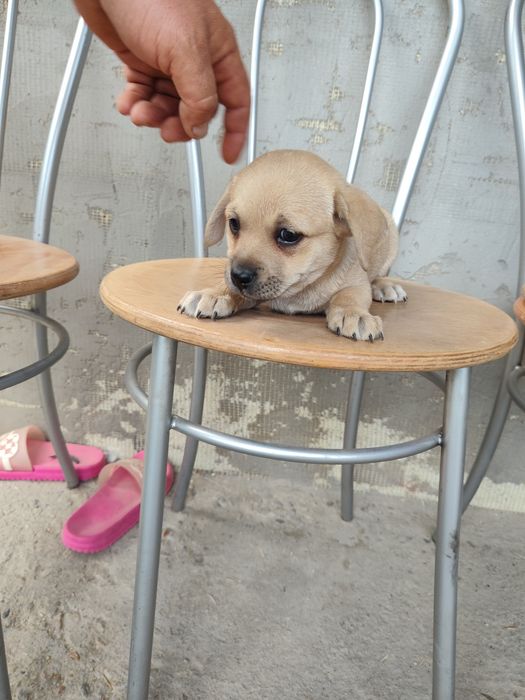 Donez căței talie mică!