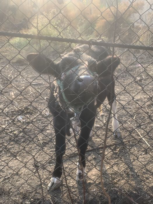 Кашар продается сатылады