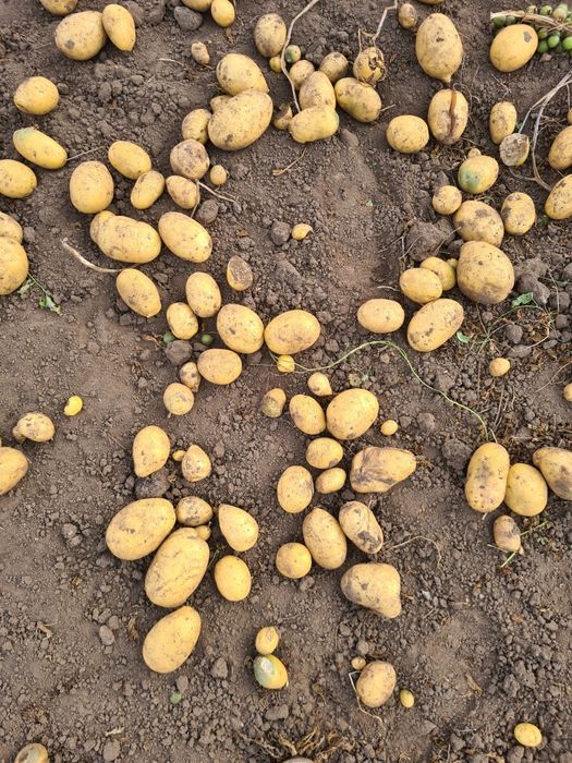 Картошка домашняя