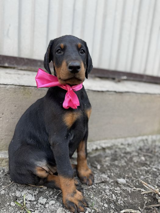 Срочно! Щенки доберма