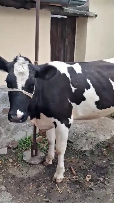 Продавам бременна юница