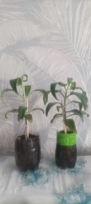 Продам каланхоэ лечебный