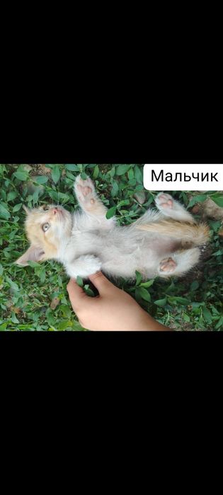 Отдам даром котят.