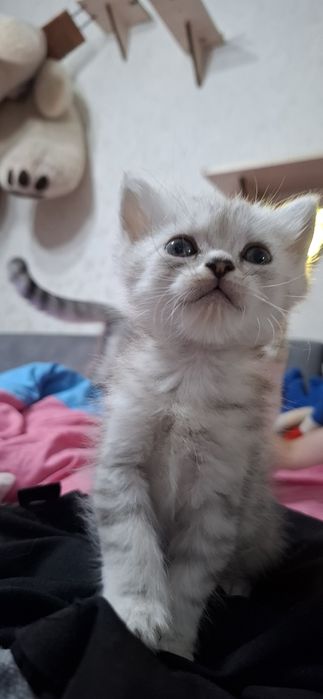 Продаются котята скотишь страйт,фолд.