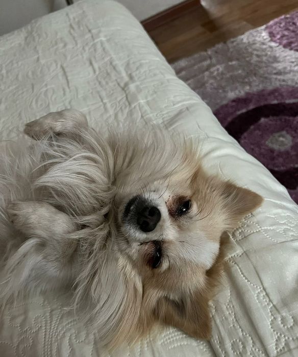 Вязка немецкий шпиц для мальчика