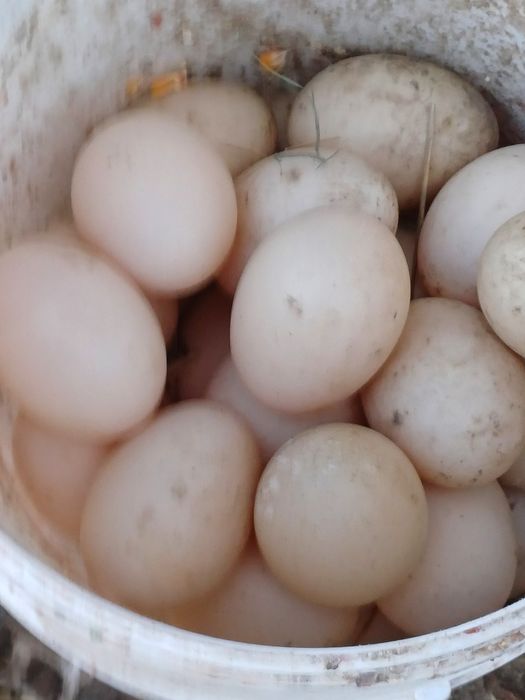 Oua de rată mută pentru incubator