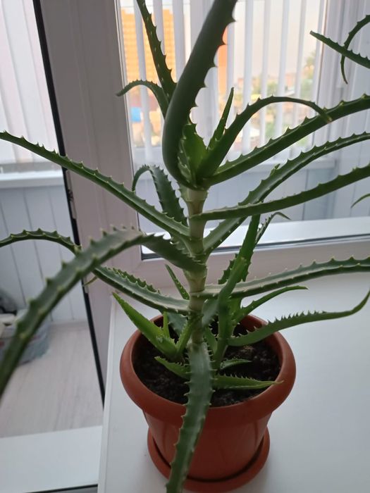 Продам алоэ 4 года