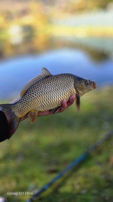 Crap puiet de vanzare vara 1 -2 din 1martie