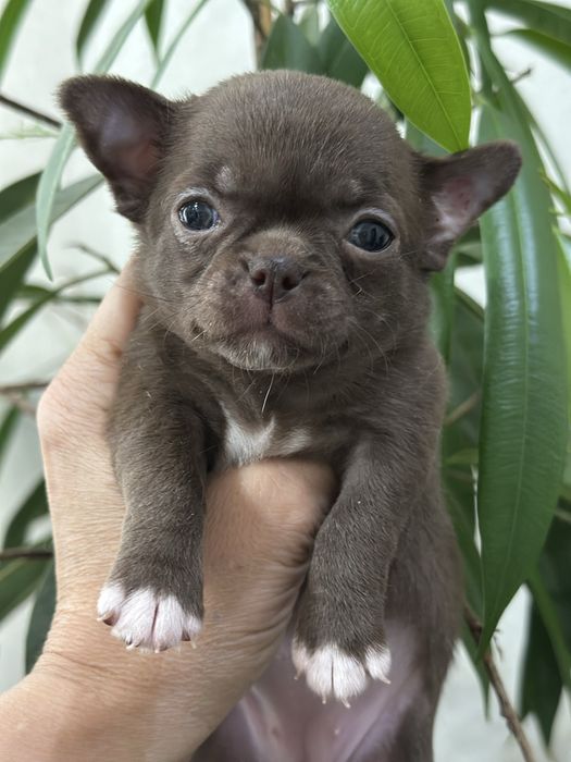 Очаровательные чихуашечки тип кобб