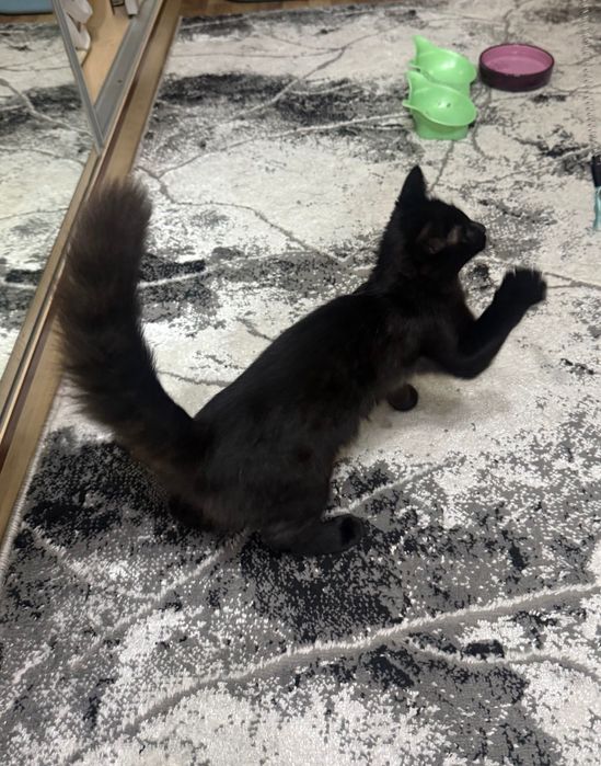 Котенок девочка 4 месяца