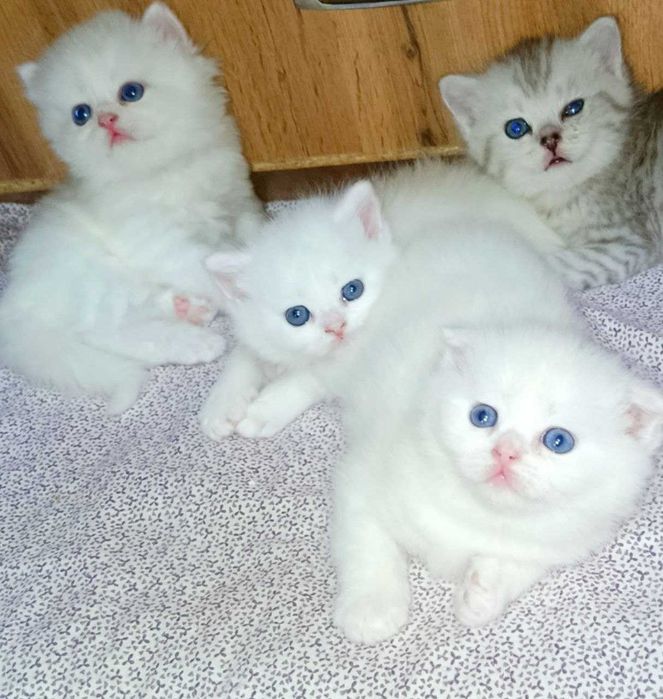 Продаются шикарные элитные  котята