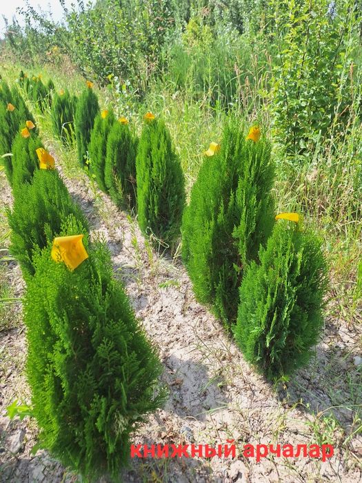 Арчалар яшил девор учун.