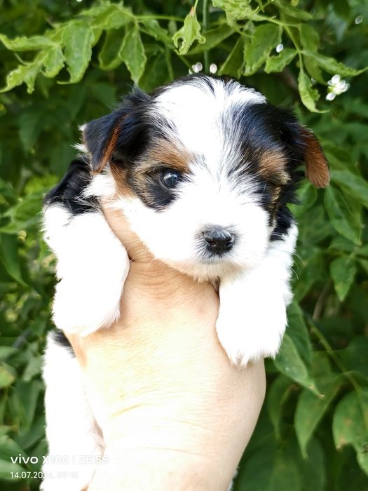 Продам щенков бивера.