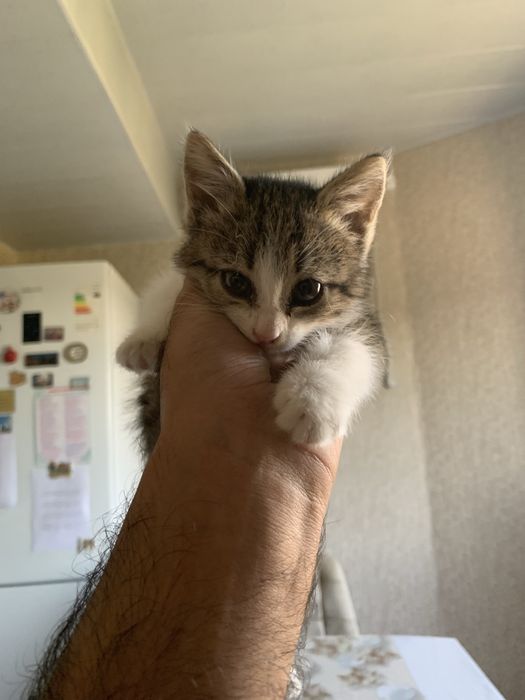 Отдам котёнка в добрые руки бесплатно