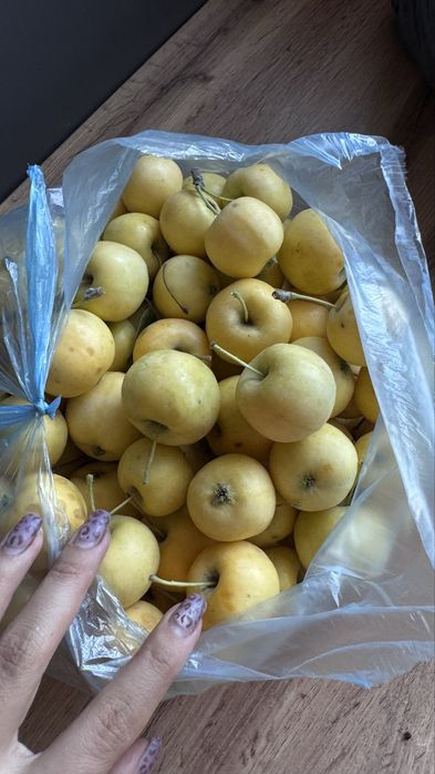 Яблоки уралка дачные