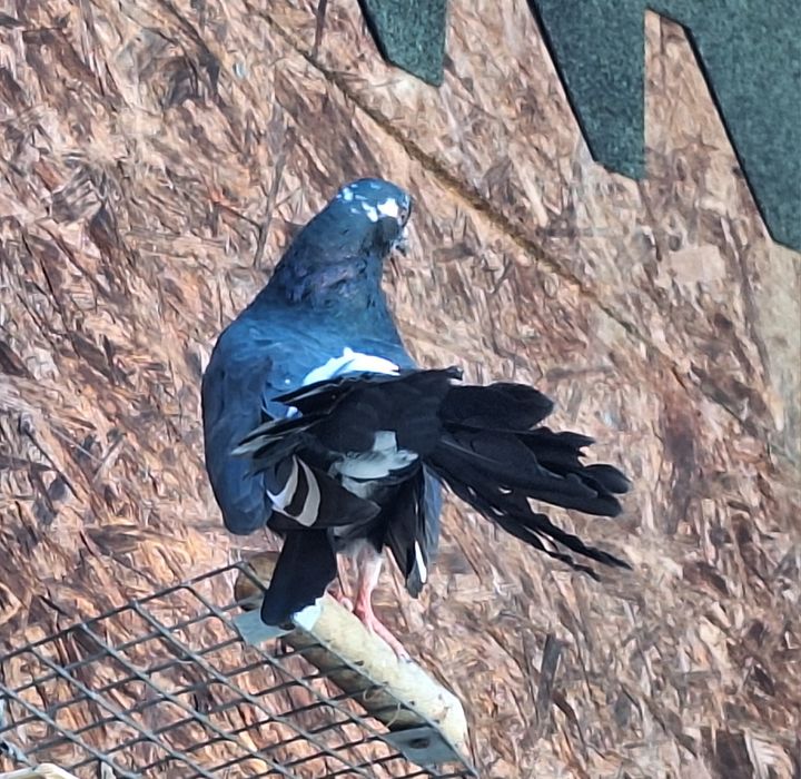 Голуби павлины .