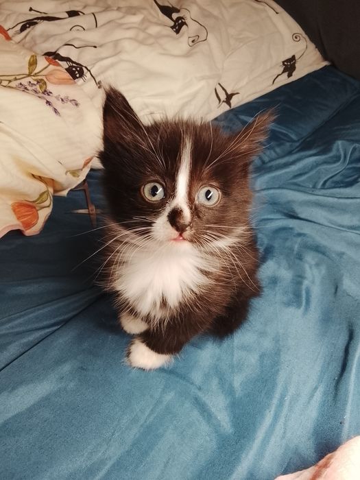 Кошечки черно белые