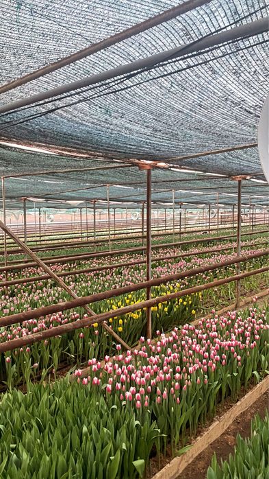 Самые крупные тюльпаны в Казахстане  бутон 10 см