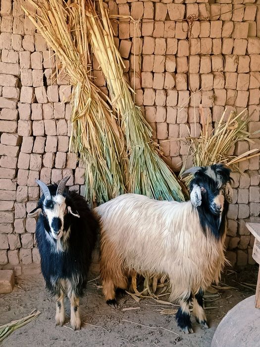 Aq serke men qara eshik satiladi