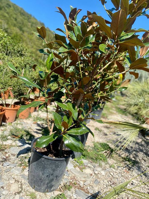 Plante Decorative de Exterior – Aspect Dens și Sănătos