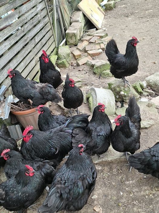 Oua australorp de vanzare