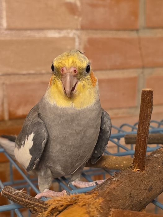 Papagal nimfa  in vârstă de 1 an