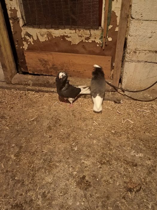 Vând o pereche de porumbei capucini