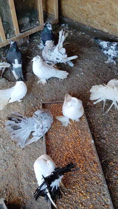 Vând porumbei diferite rase