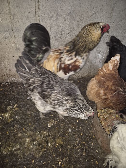 Vand oua pentru incubat din rasa ameraucana