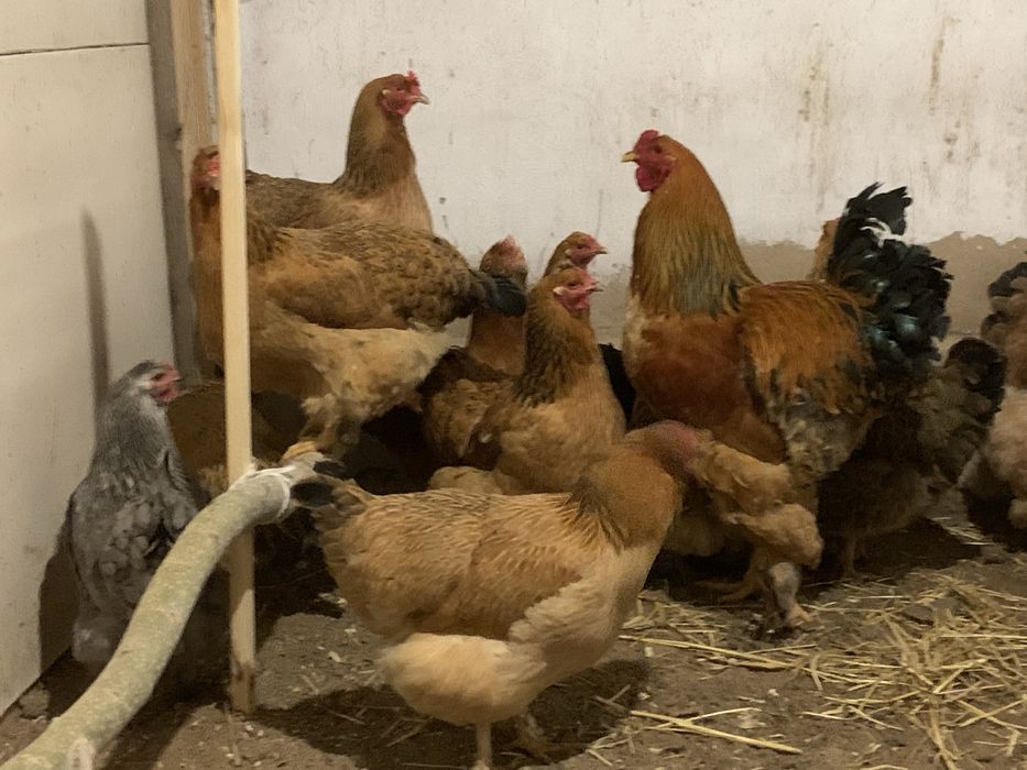 Куры ,ТАУЫҚ Полу Брамы