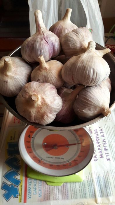 Продам чеснок домашний.