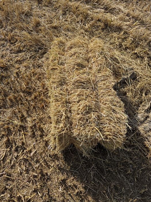 Sholi preslar sotladi